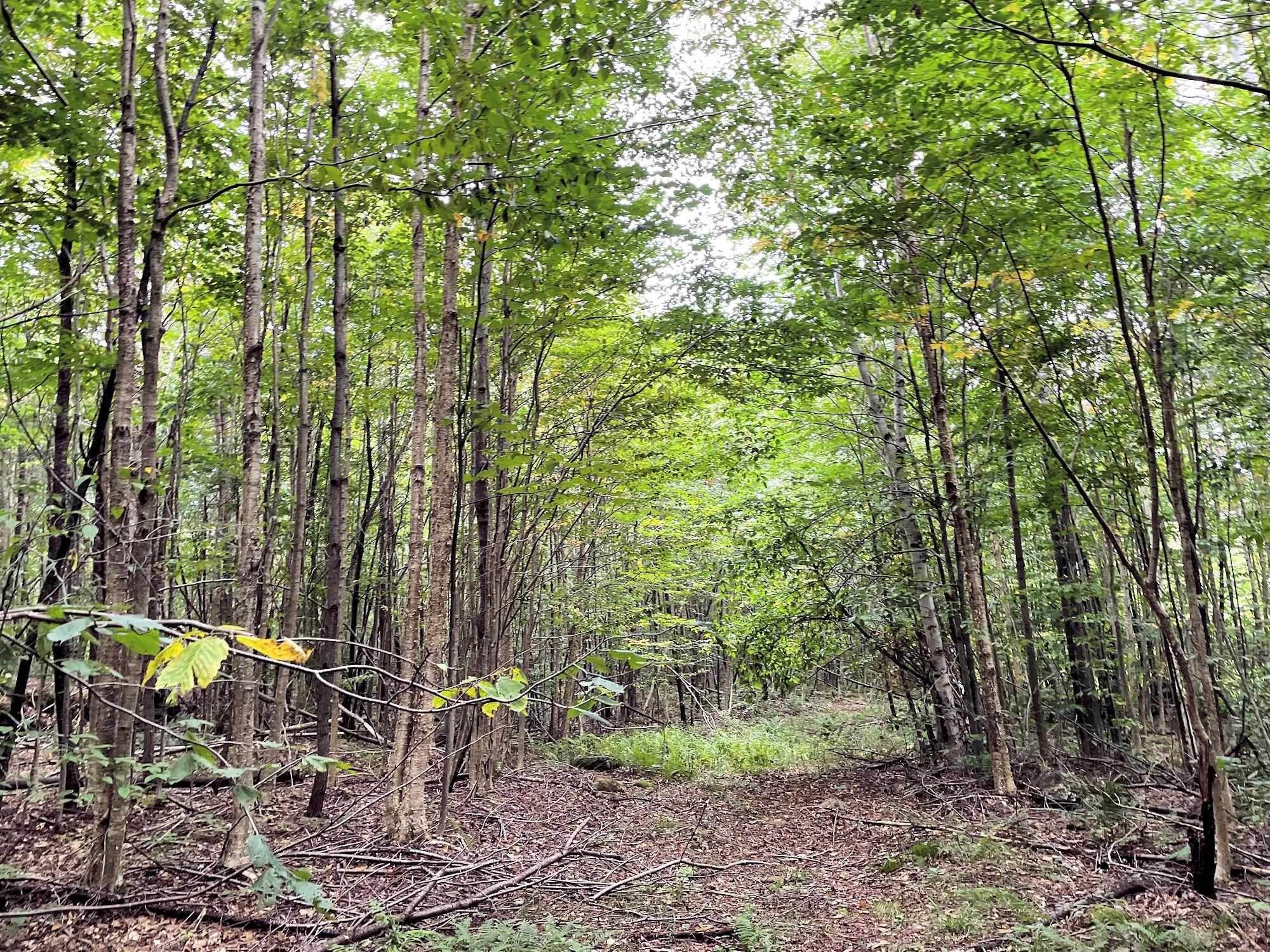7. Land for Sale at Mount Holly, VT 05730