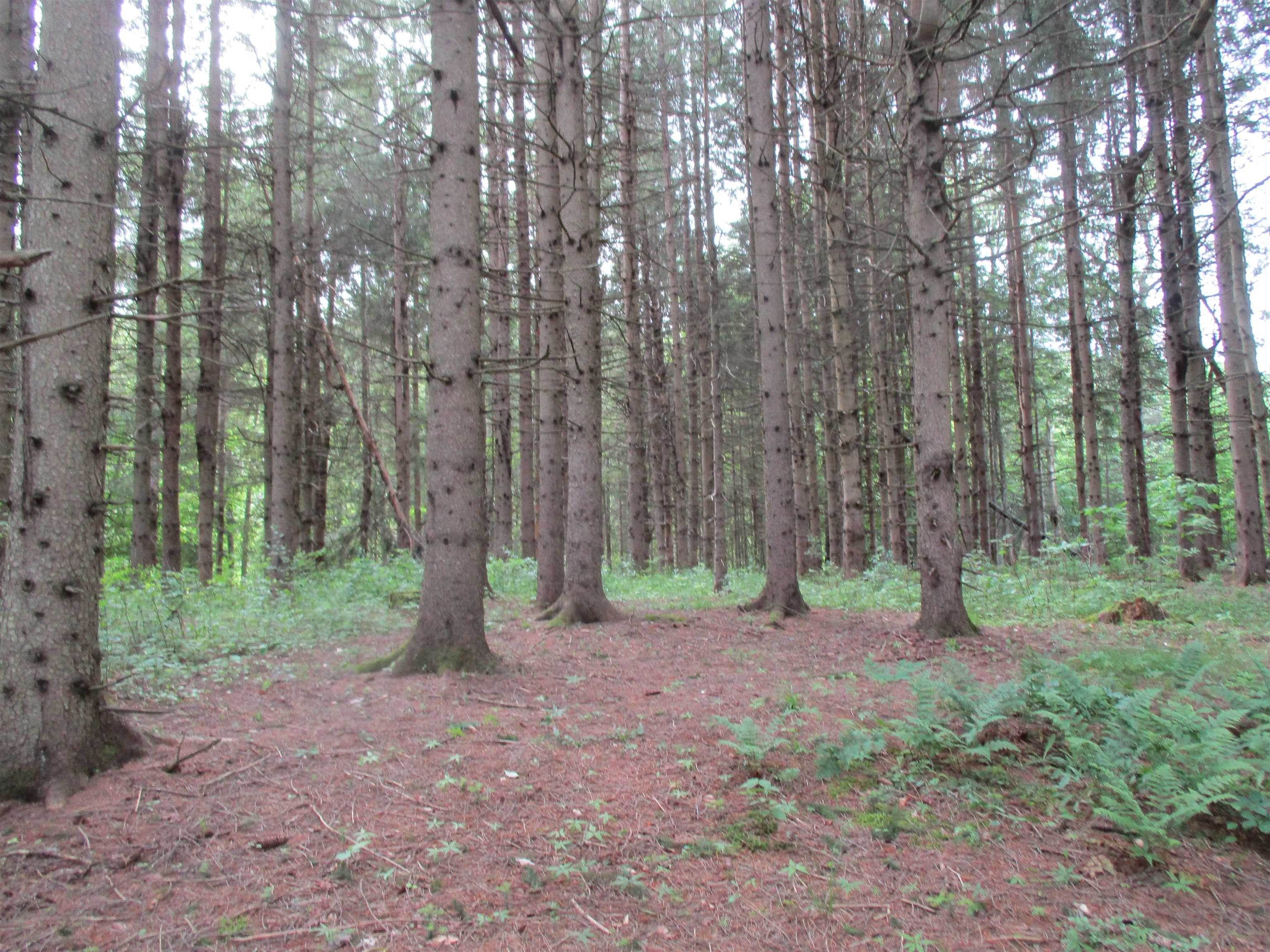 10. Land for Sale at Williamstown, VT 05679