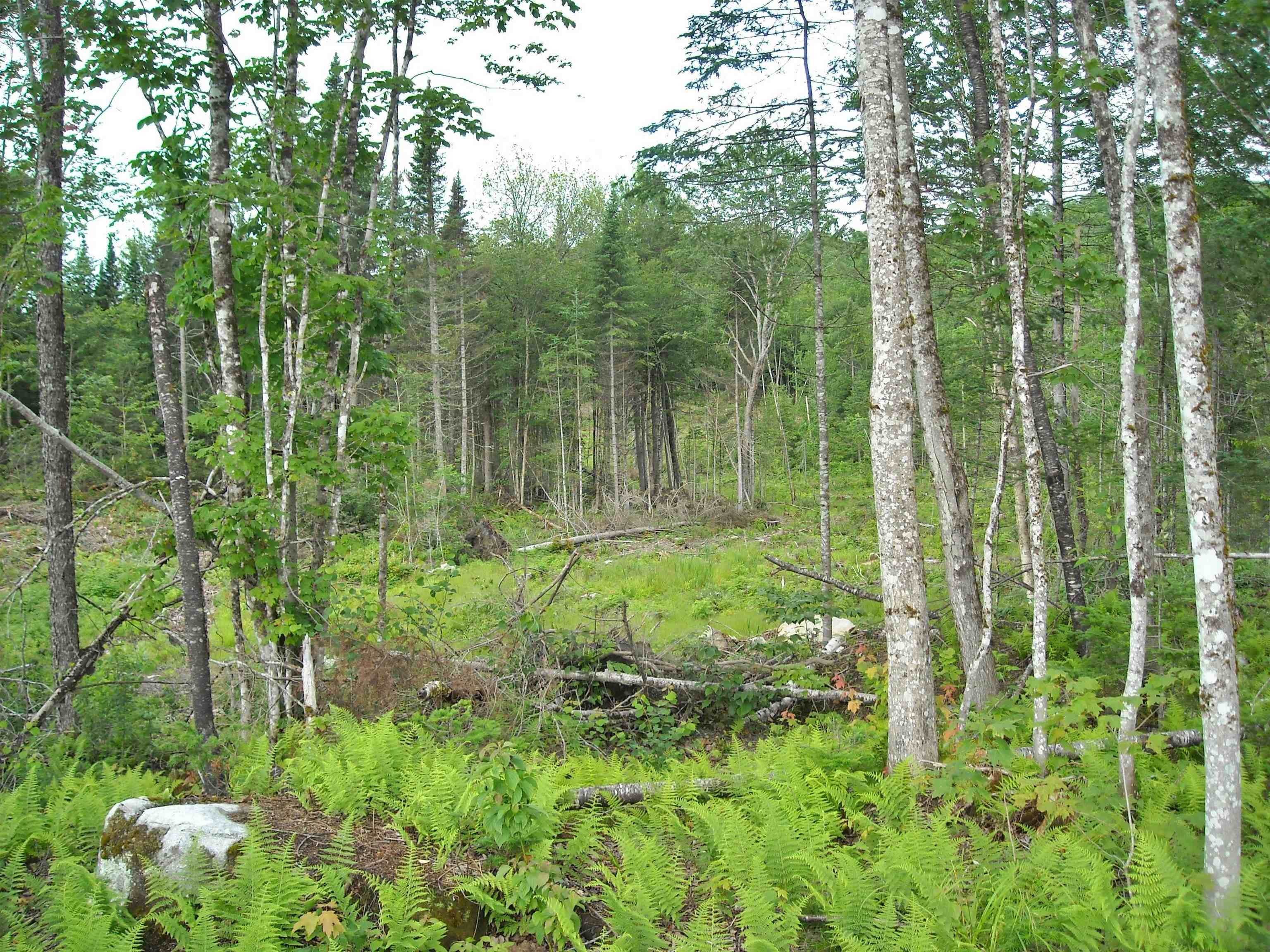 4. Land for Sale at Greensboro, VT 05841
