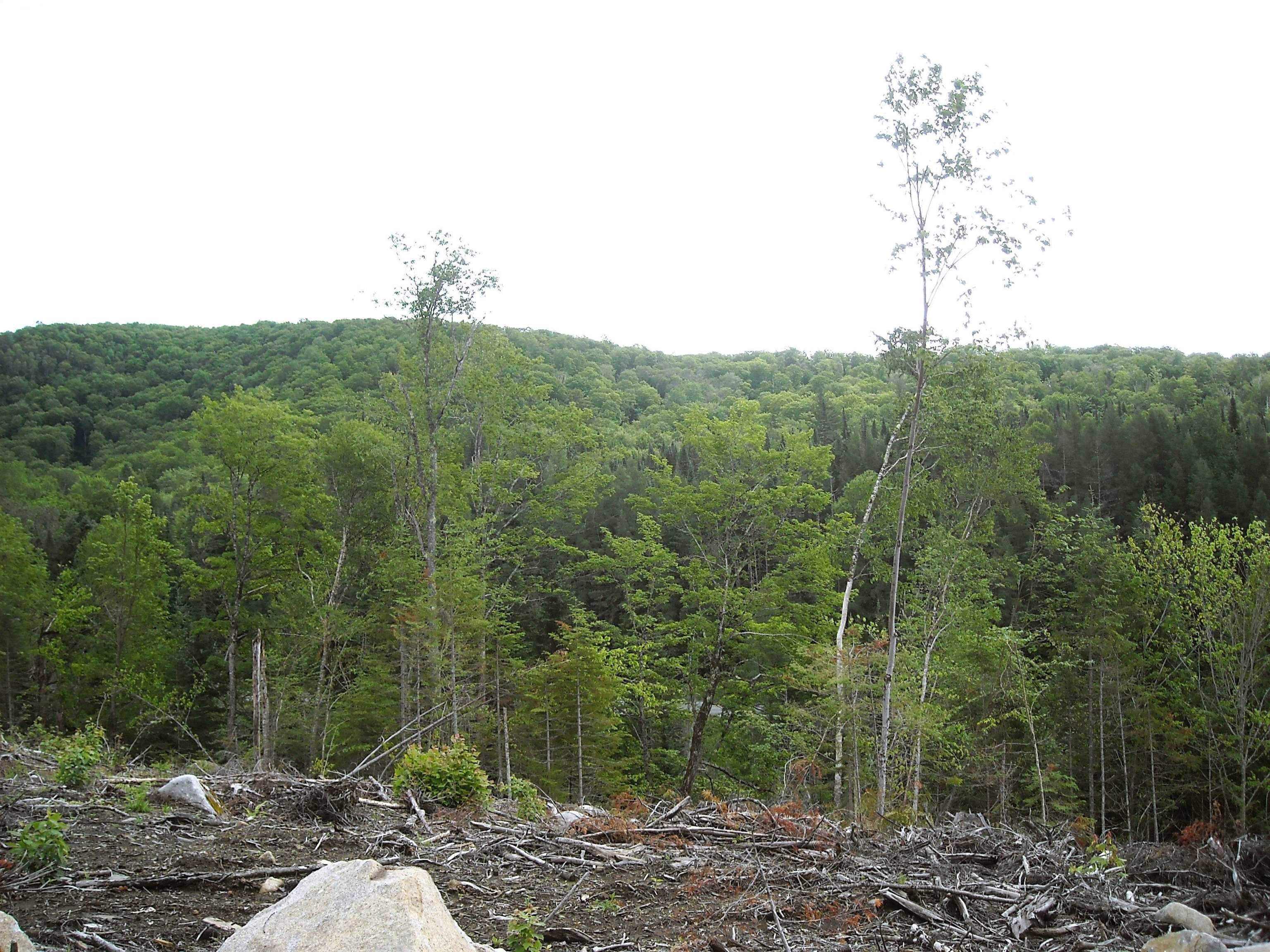 8. Land for Sale at Greensboro, VT 05841